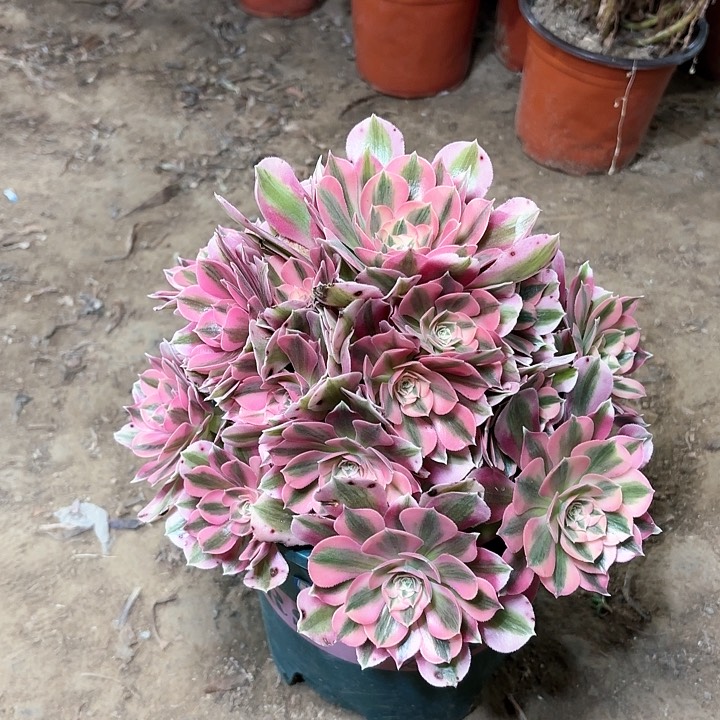 多肉植物粉女朗42