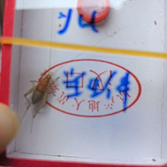 蟋蟀烈焰仙子加冬蛉