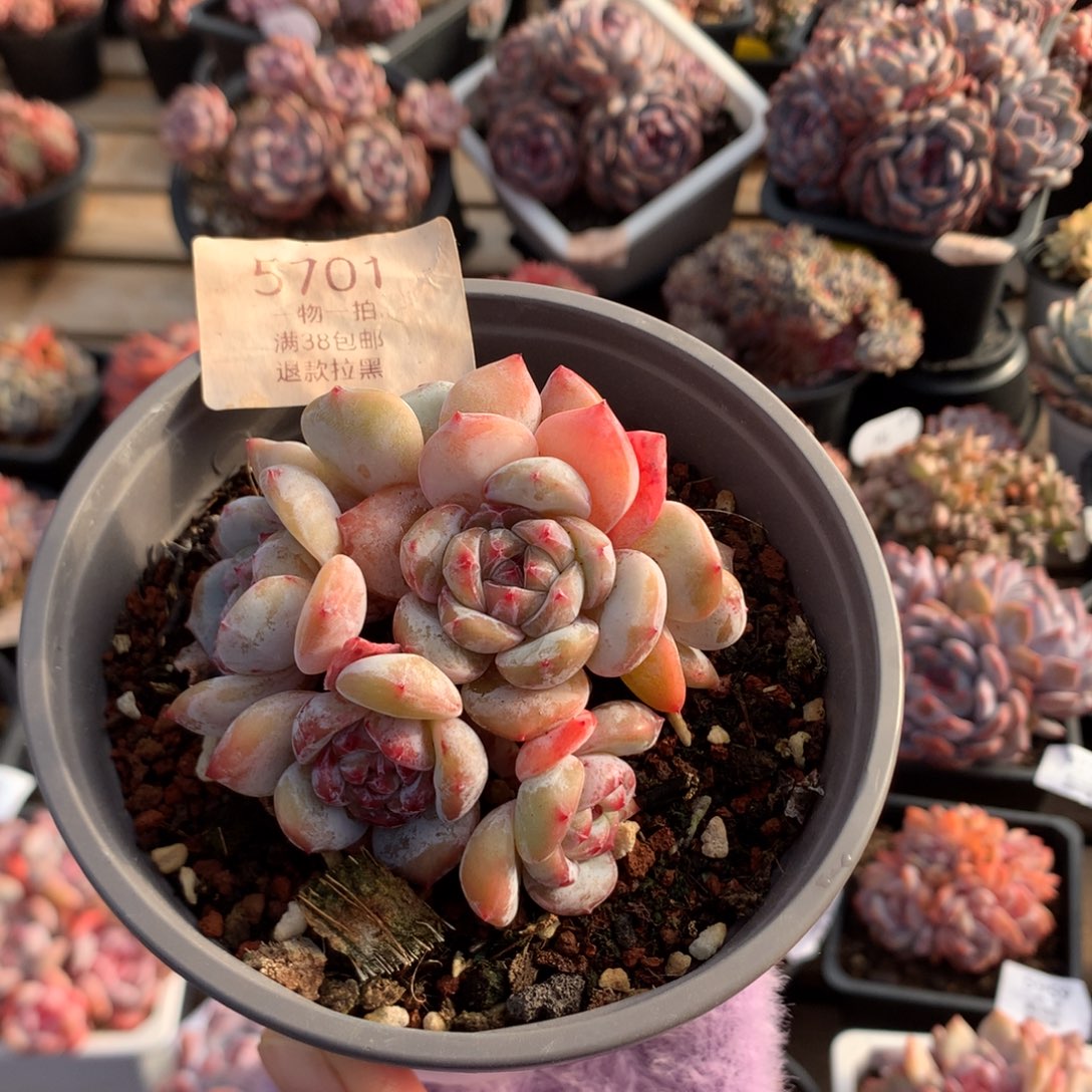 8.5厘米六头有砍油脸钻石心石榴籽 捧花 小脸 5701