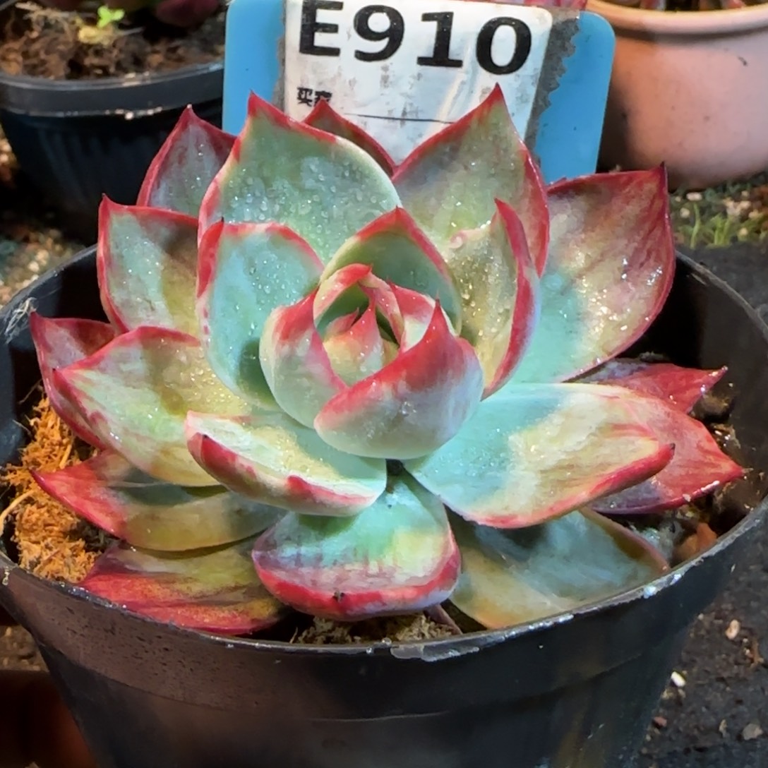 惊鸿一物一拍包装收缩花旱910