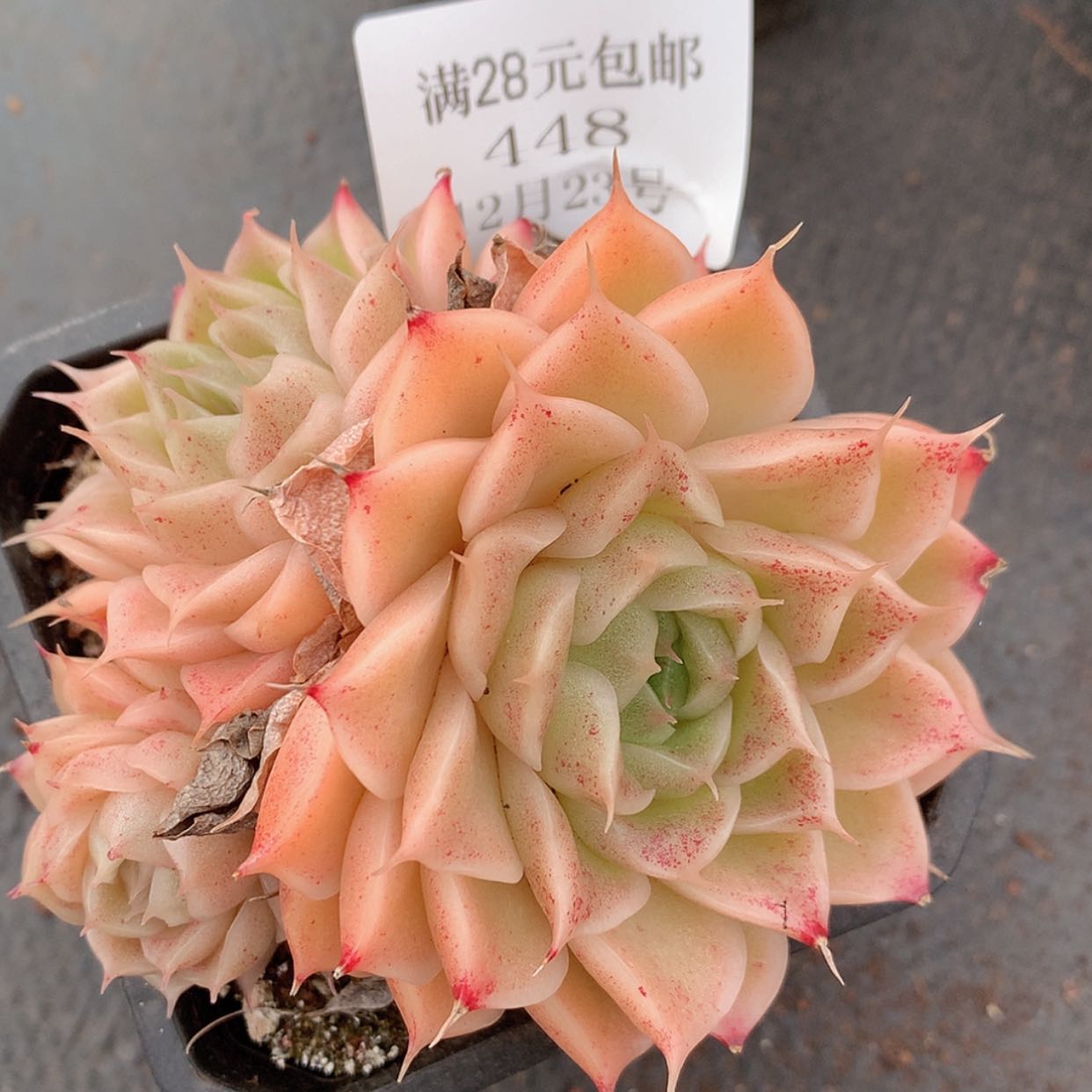 【闪购商品】云448