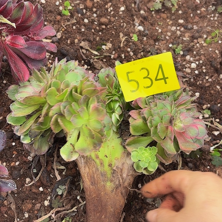 多肉植物福利534个