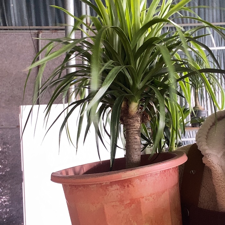 完全开放处理多头裸根发货冻坏不赔13的