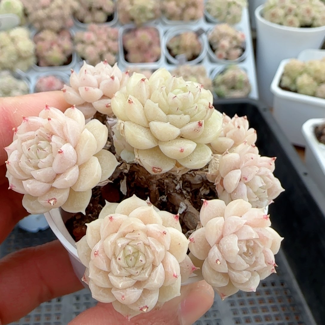 【闪购商品】0216-8玉透麦杆