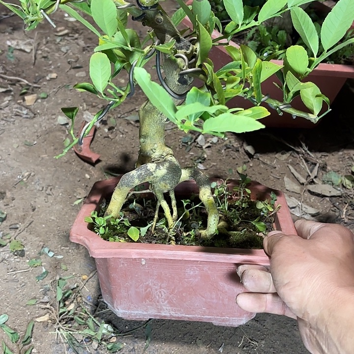 我***晨无花朵哈哈哈哈哈