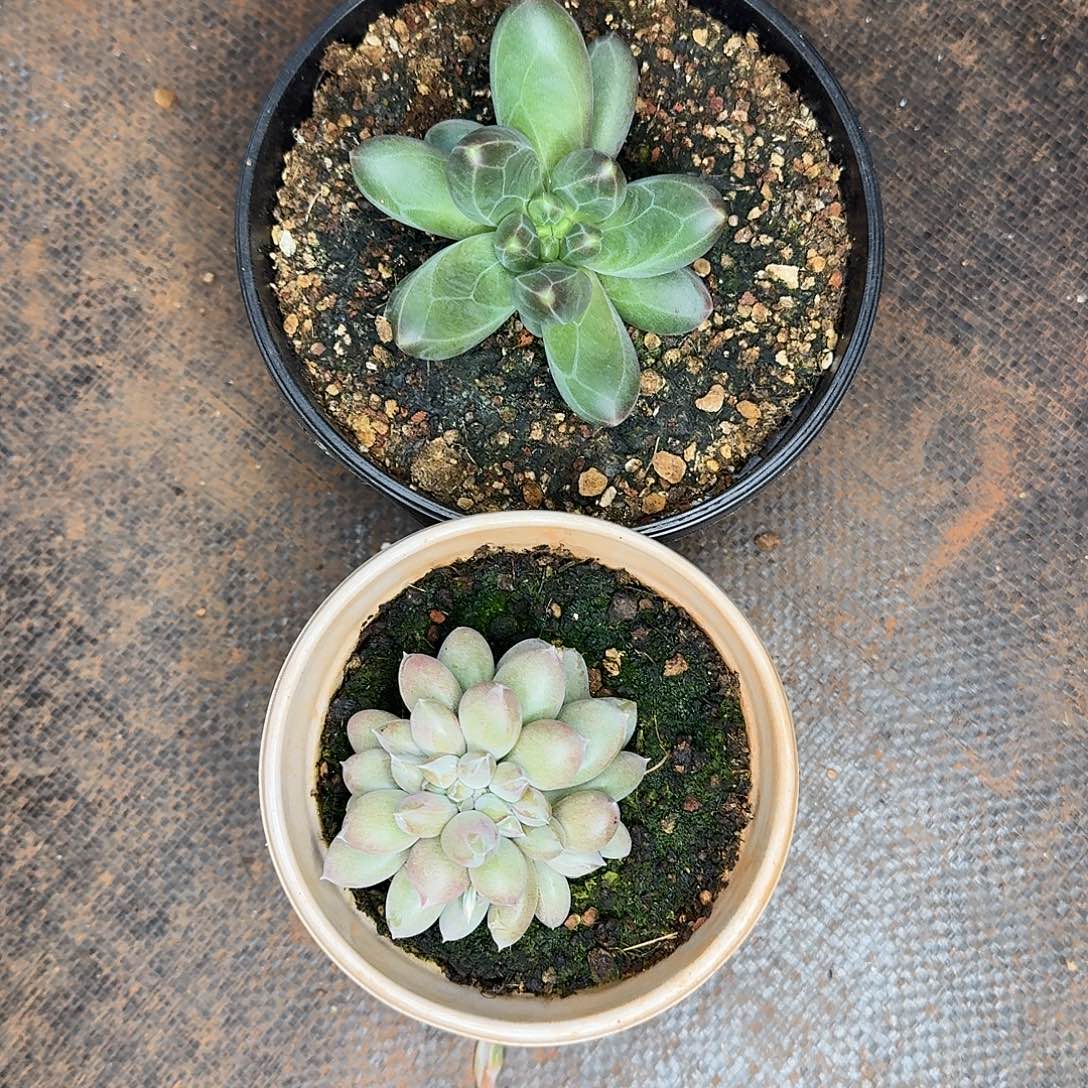 组合多肉植物福利炸