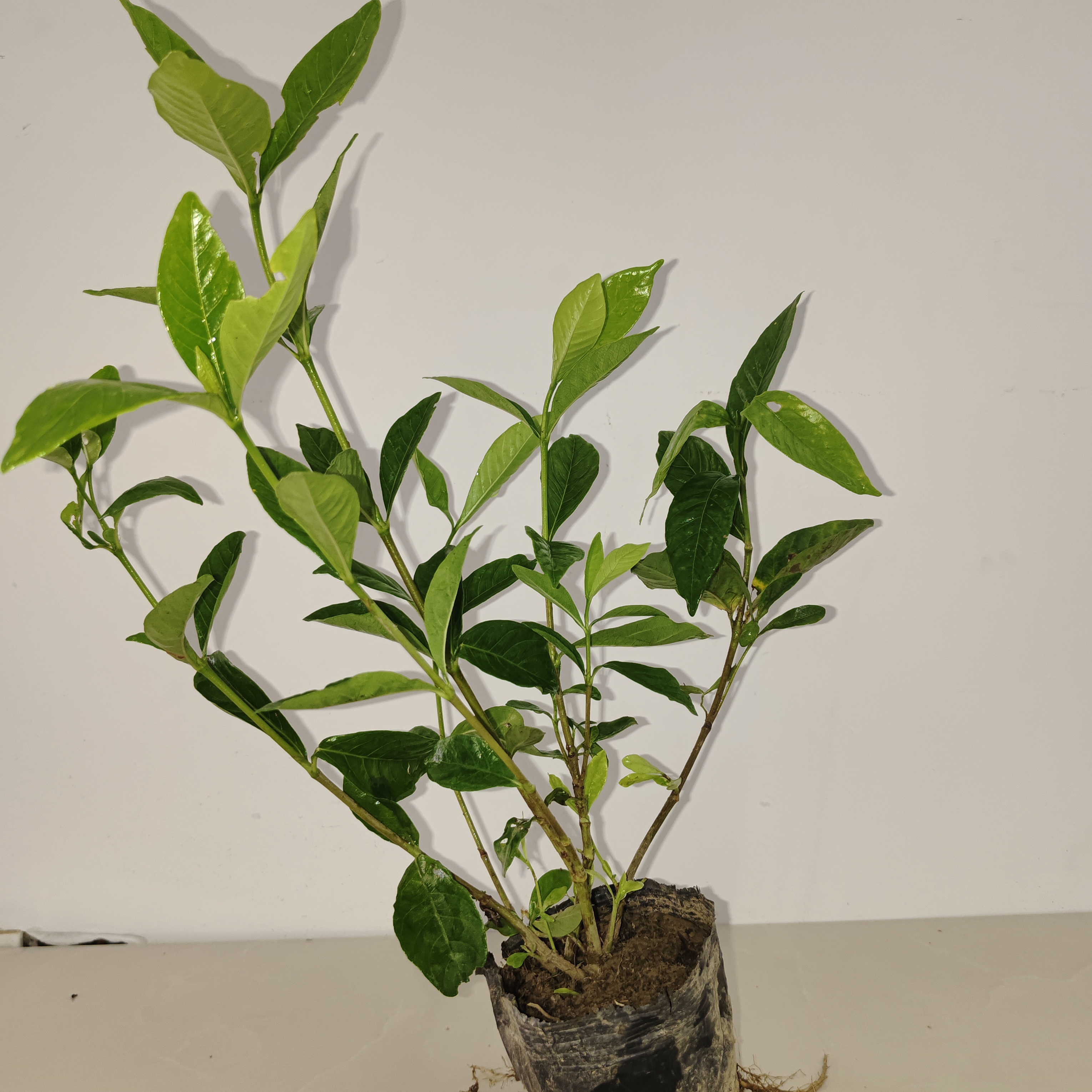 原土露天种植大叶浓香型栀子花耐寒耐热盆栽