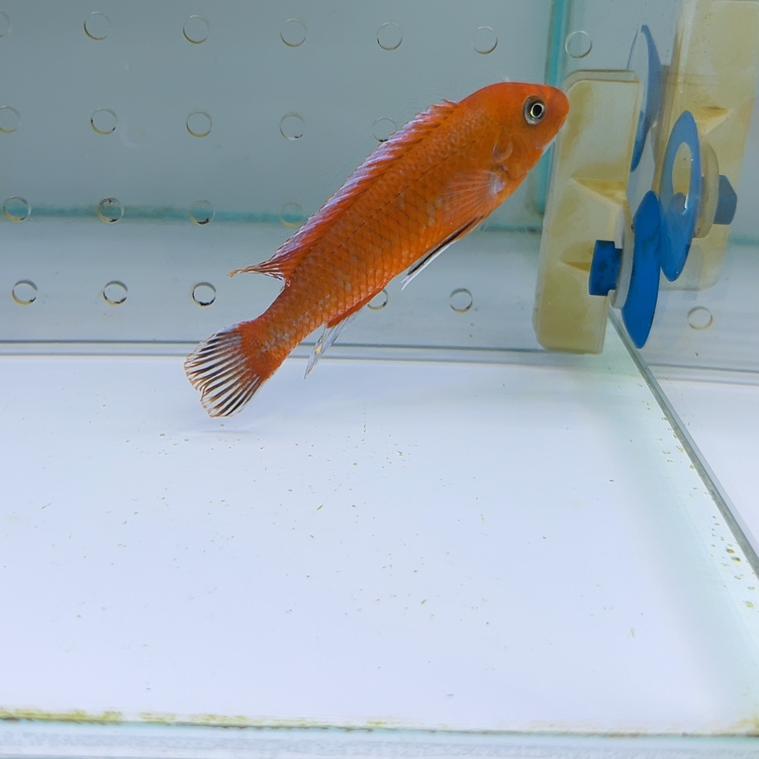 闯***啦海水鱼尼雷尔，乌干达，赤鲁巴