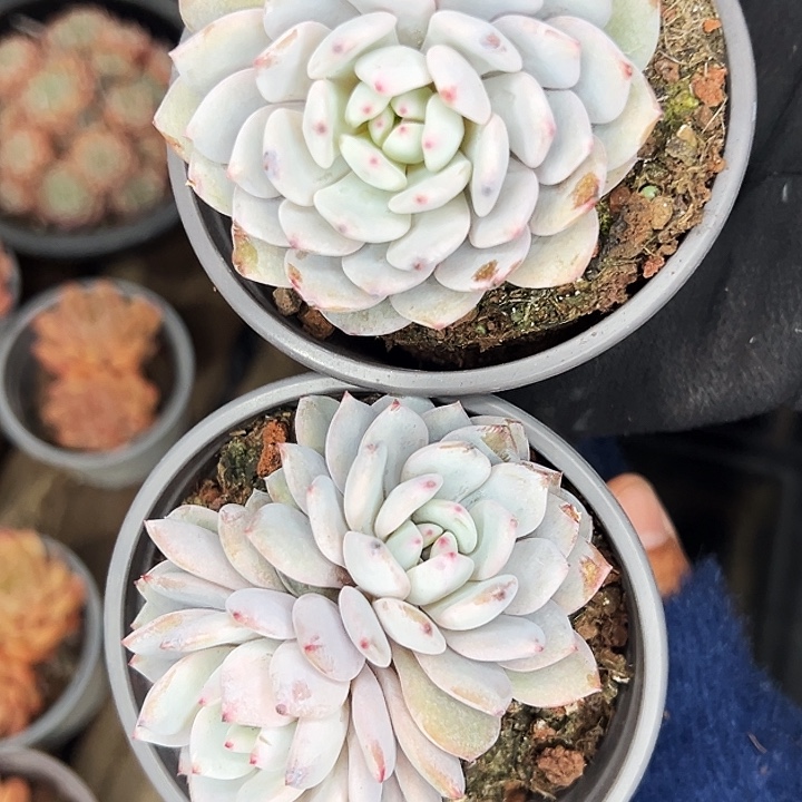 团058。  两盆双头星星橙