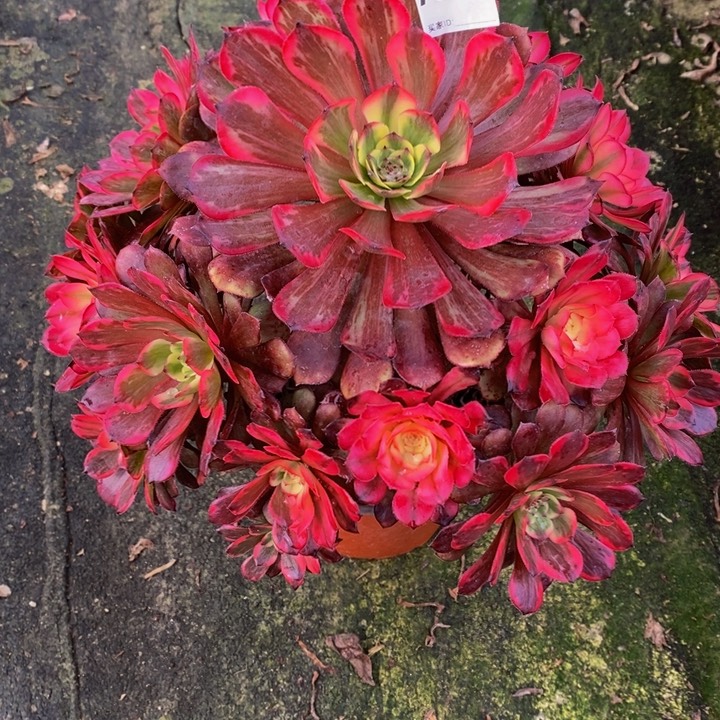 烟花多肉植物474