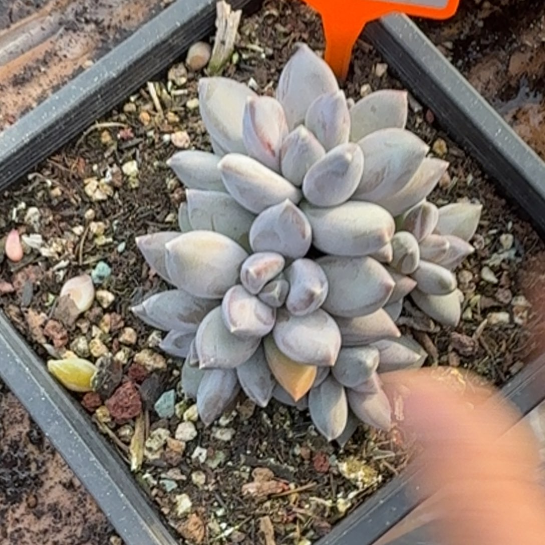 多肉植物三色美人427