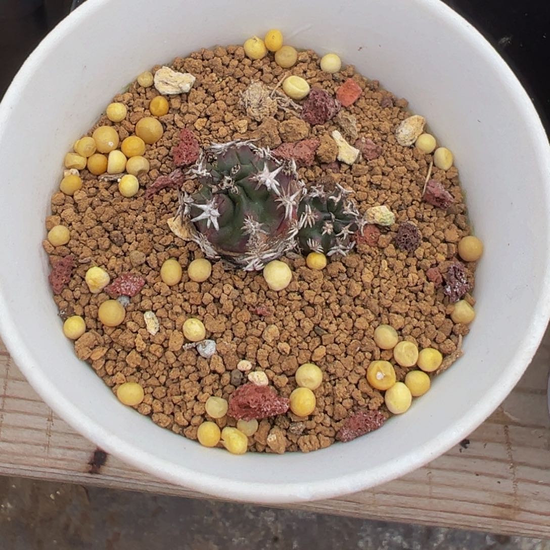 维**贝仙人球多肉植物带盆土