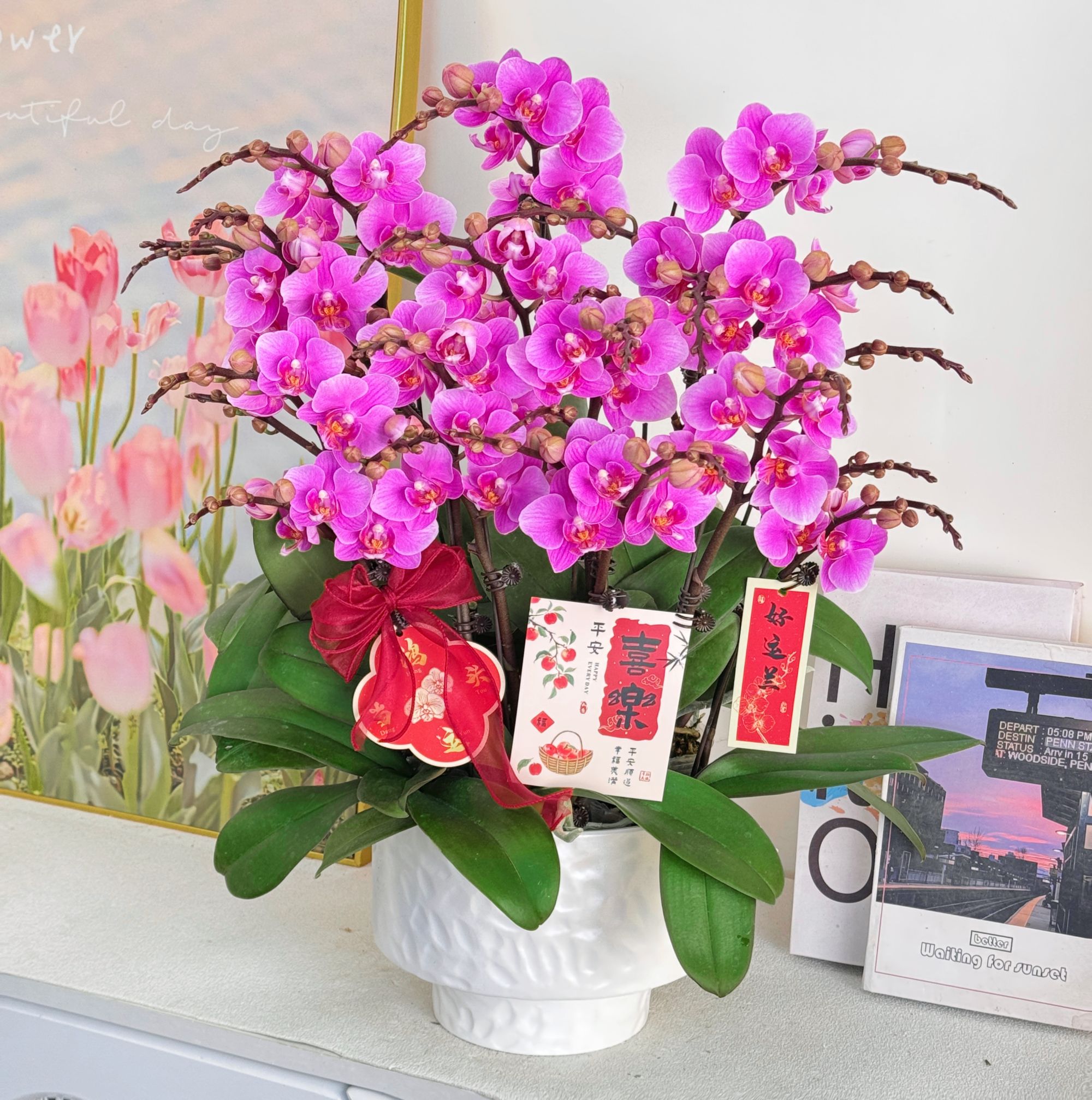 妗画【紫霞仙子】紫色优雅高贵花系列蝴蝶兰 好养带花带花苞