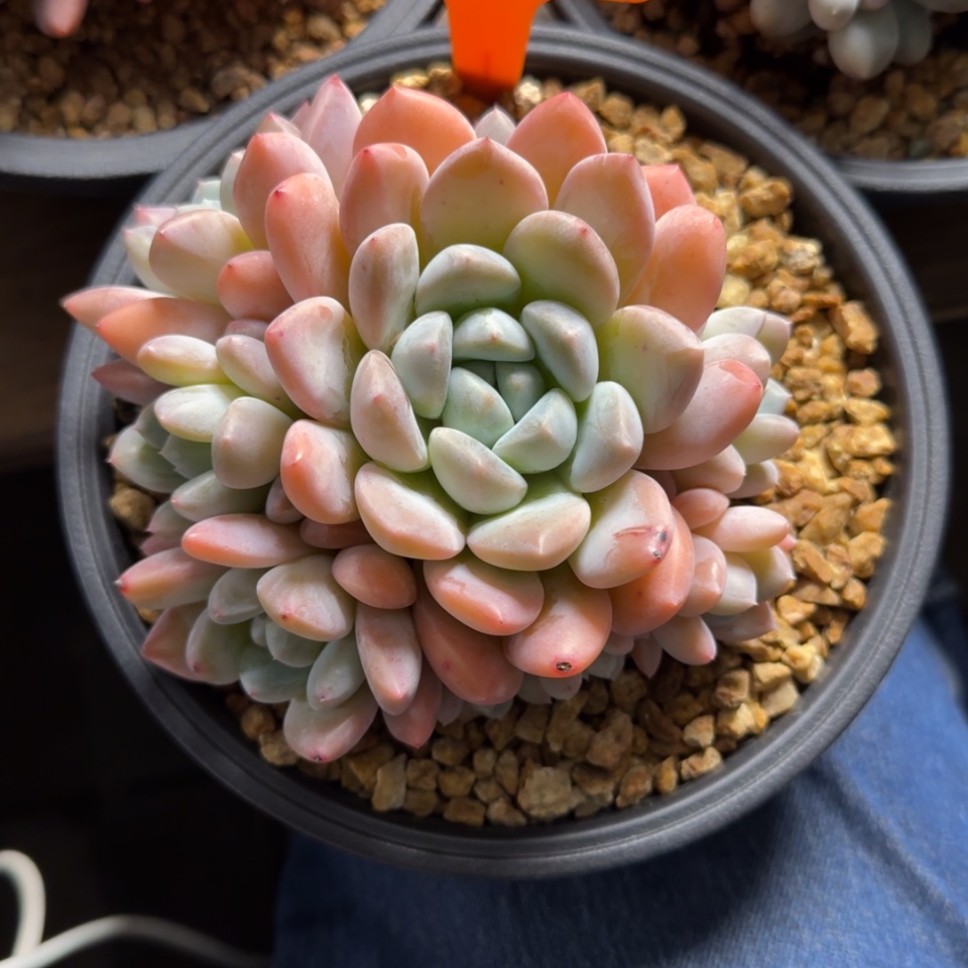 芙丽朵捧花潜力股2222222222