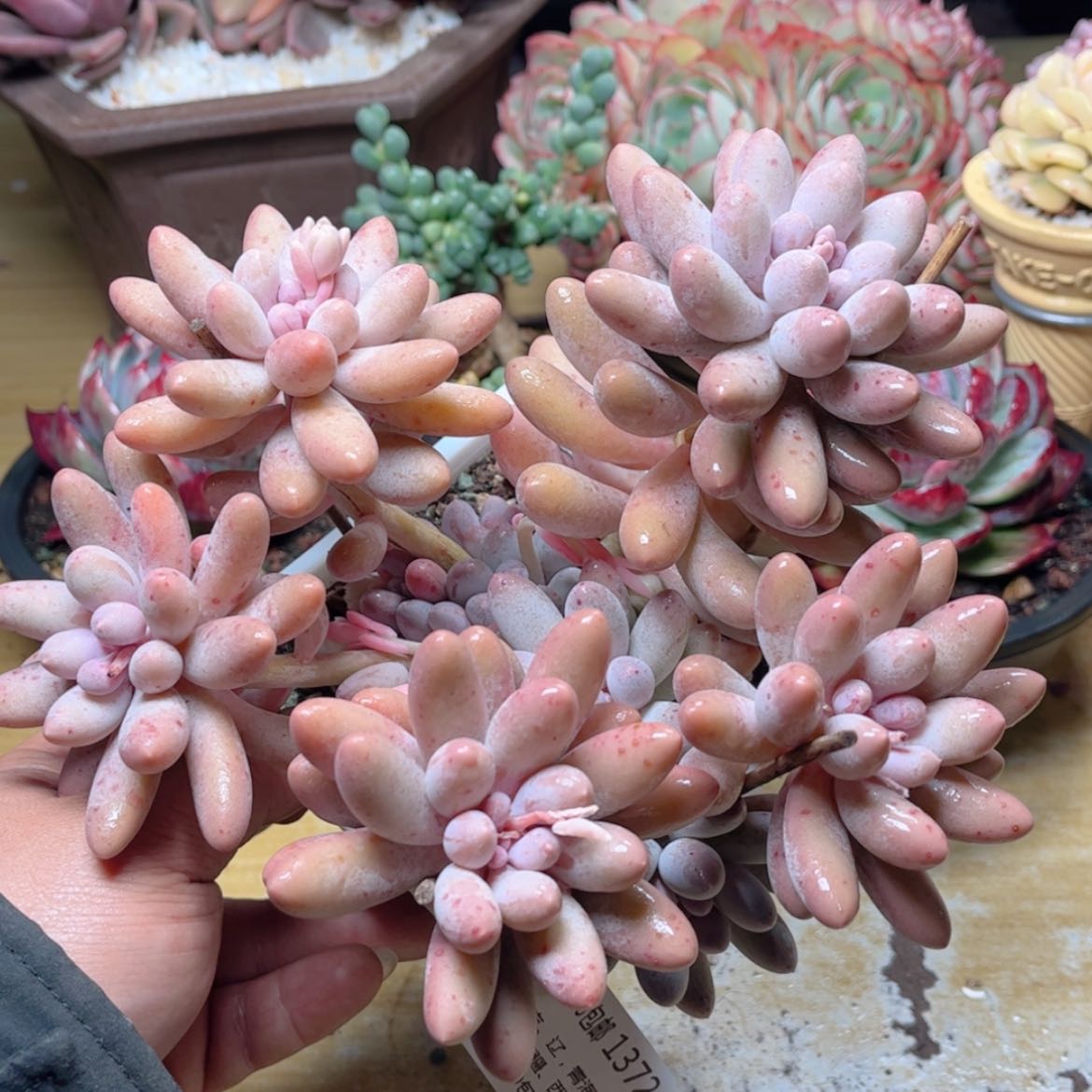 【闪购商品】1372汤圆