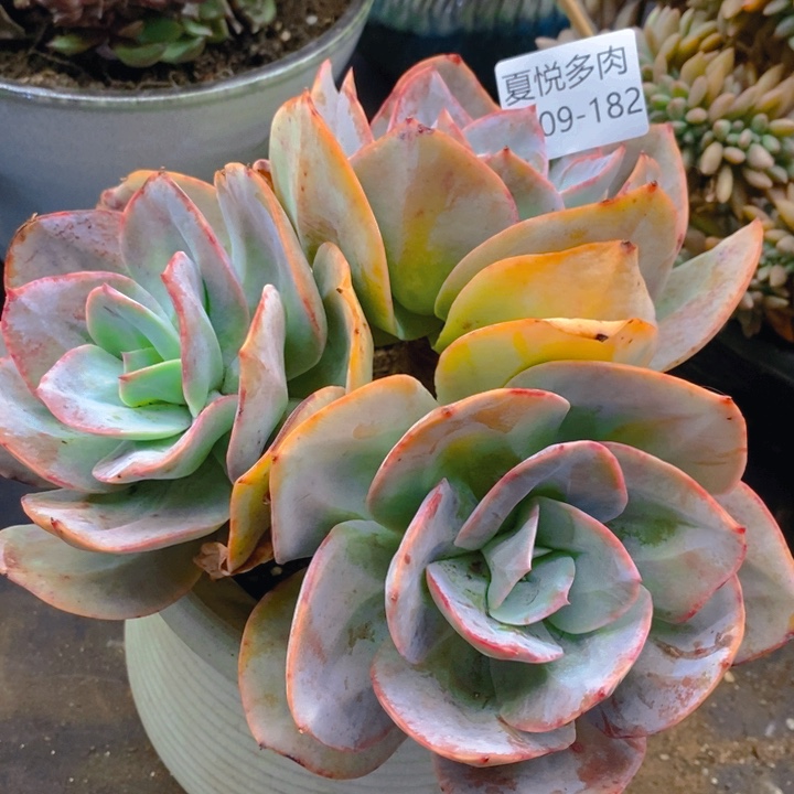 夏悦多肉0209-182白凤杂