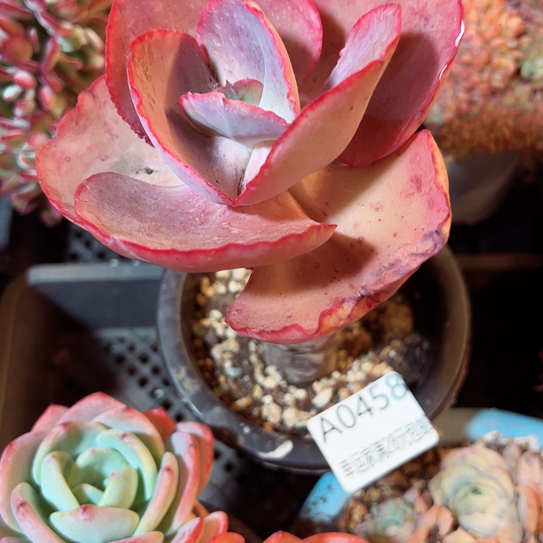 幸运的是我的朋友们都在