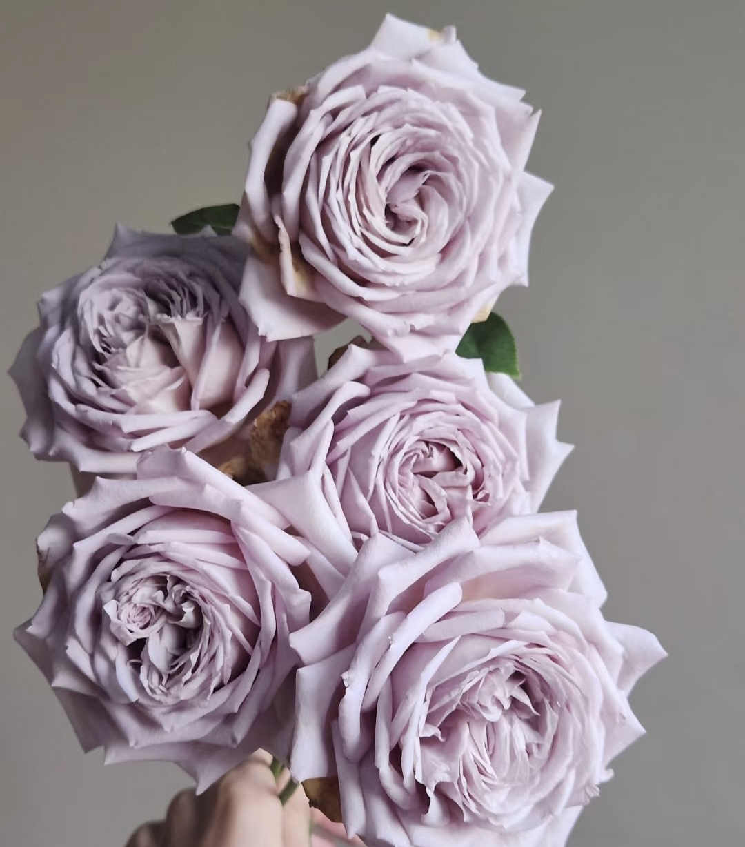 阿馥苑复古大花【慈善】月季花苗