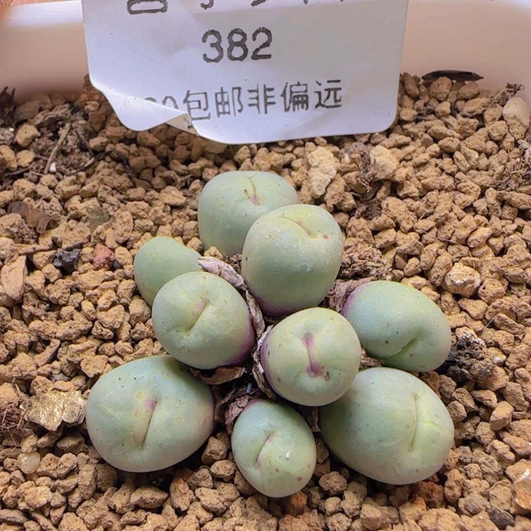 小红嘴9头。          