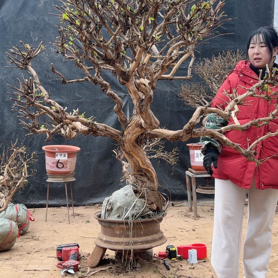 观***赏金银花金银花金花银花