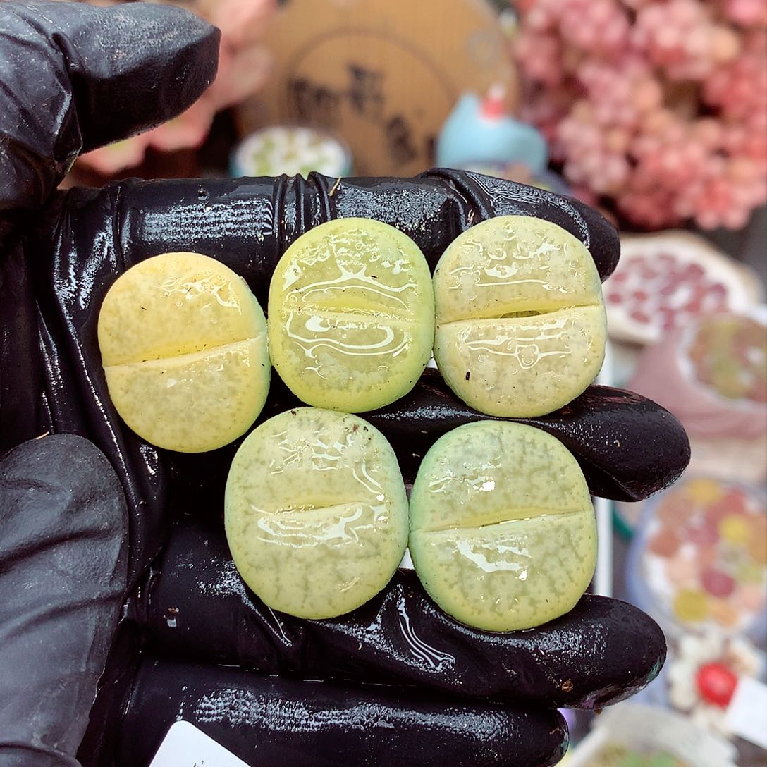 生石花满18包邮10-146