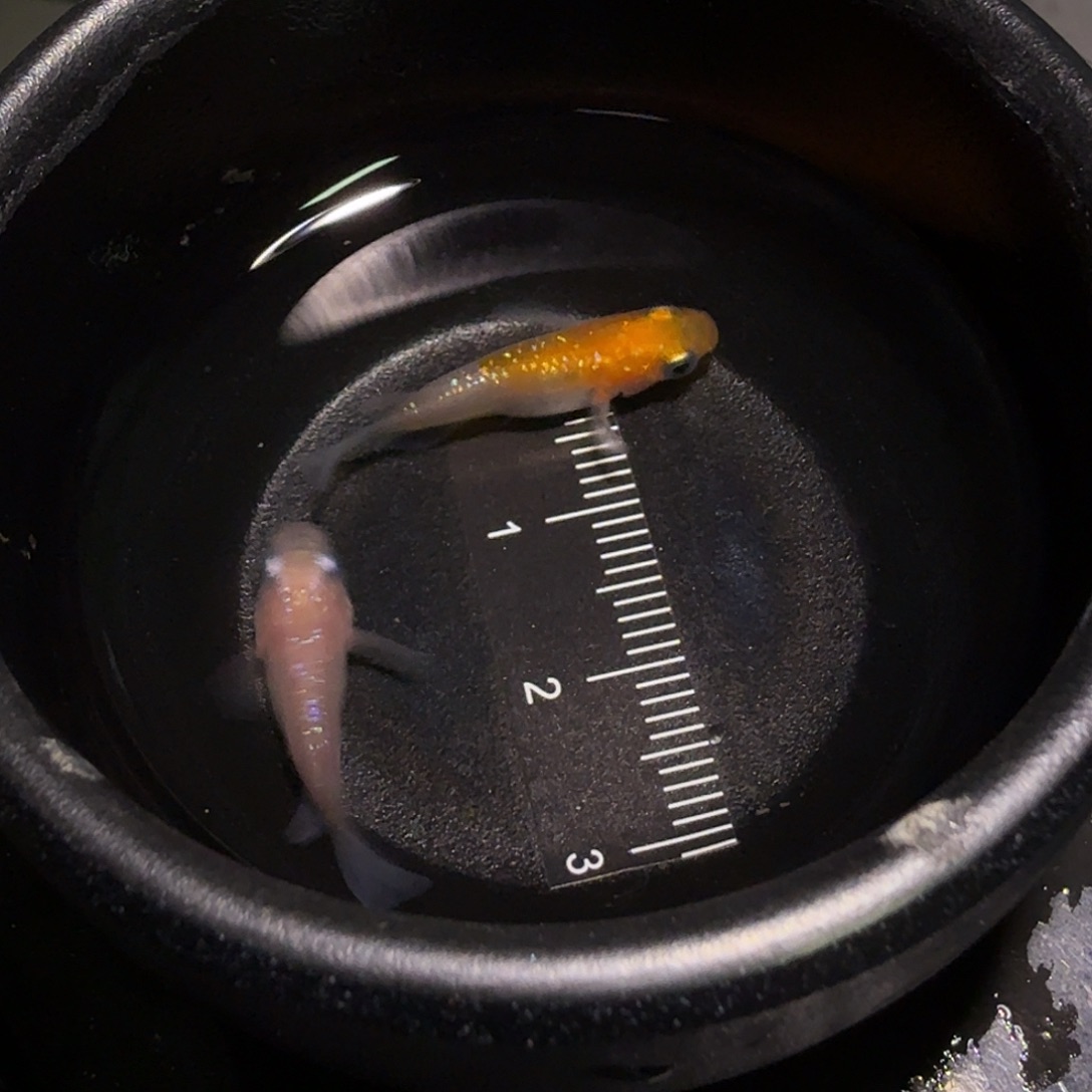 青鳉鱼一物一拍151