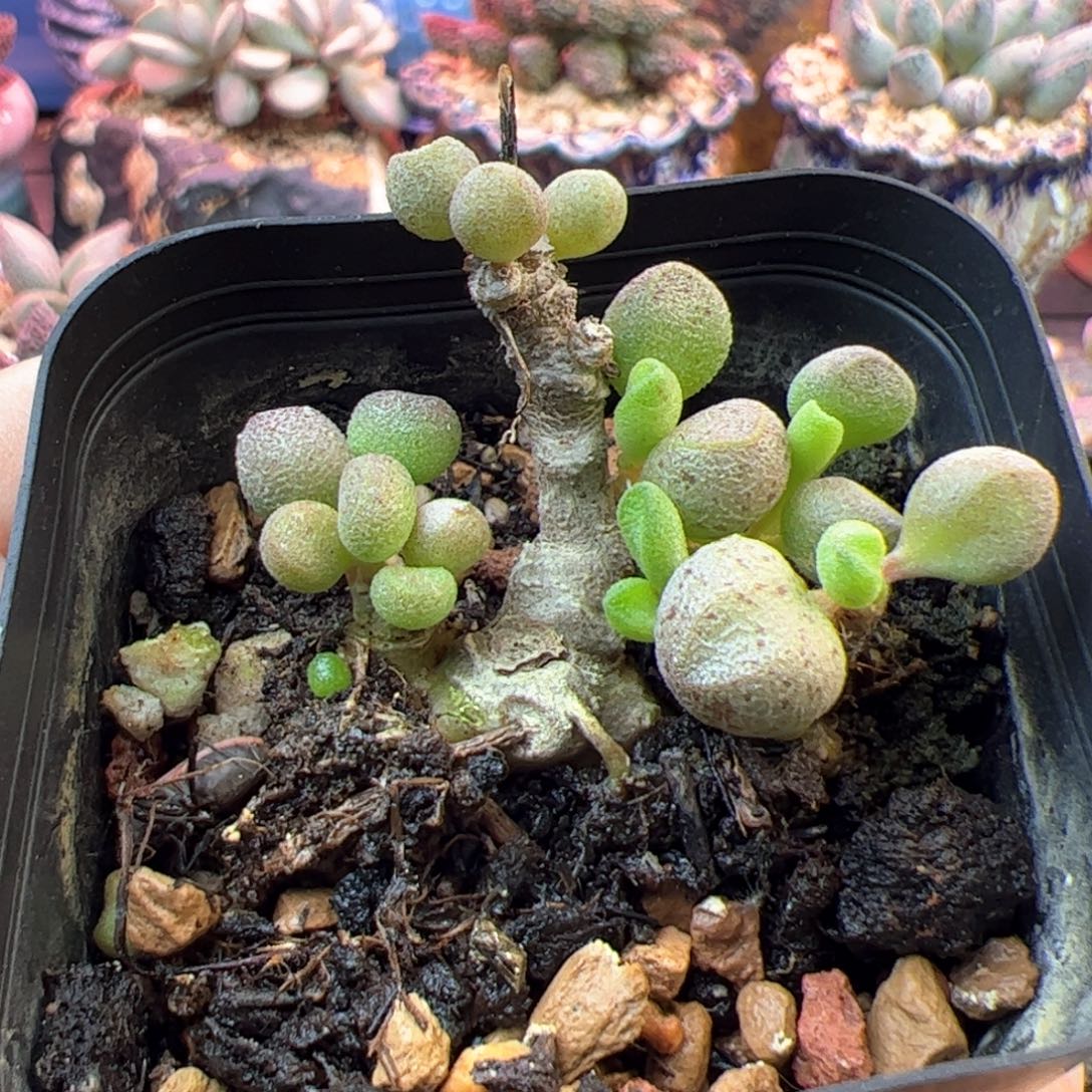 玛丽安。                  