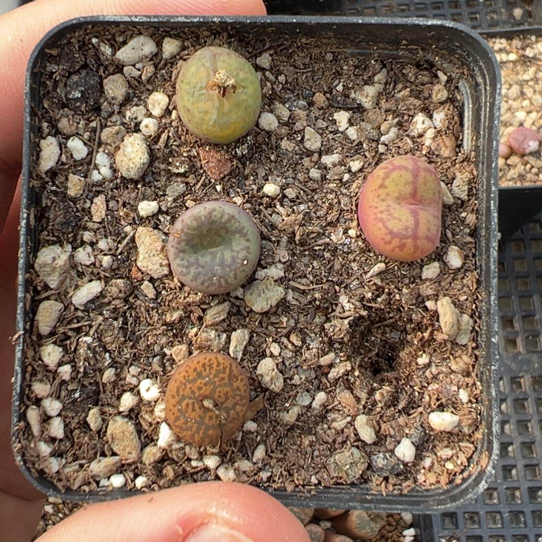 8-18肉锥多肉植物，