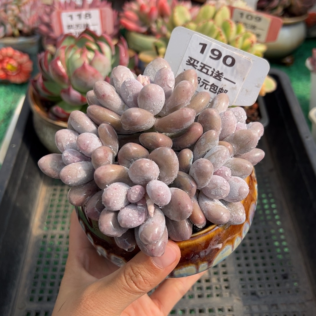 表妹精品多肉植物190.