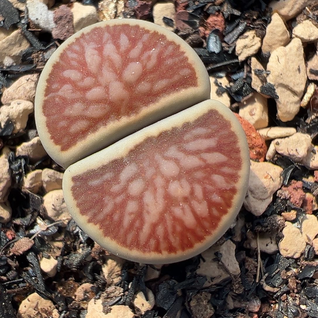 岛田红窗菊母本一物一拍