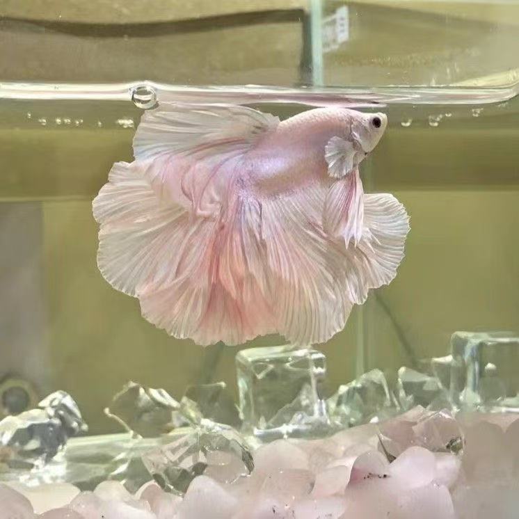 B001-B025母鱼仙女婚纱半月斗鱼包邮包活不包损不拍加热包无售后