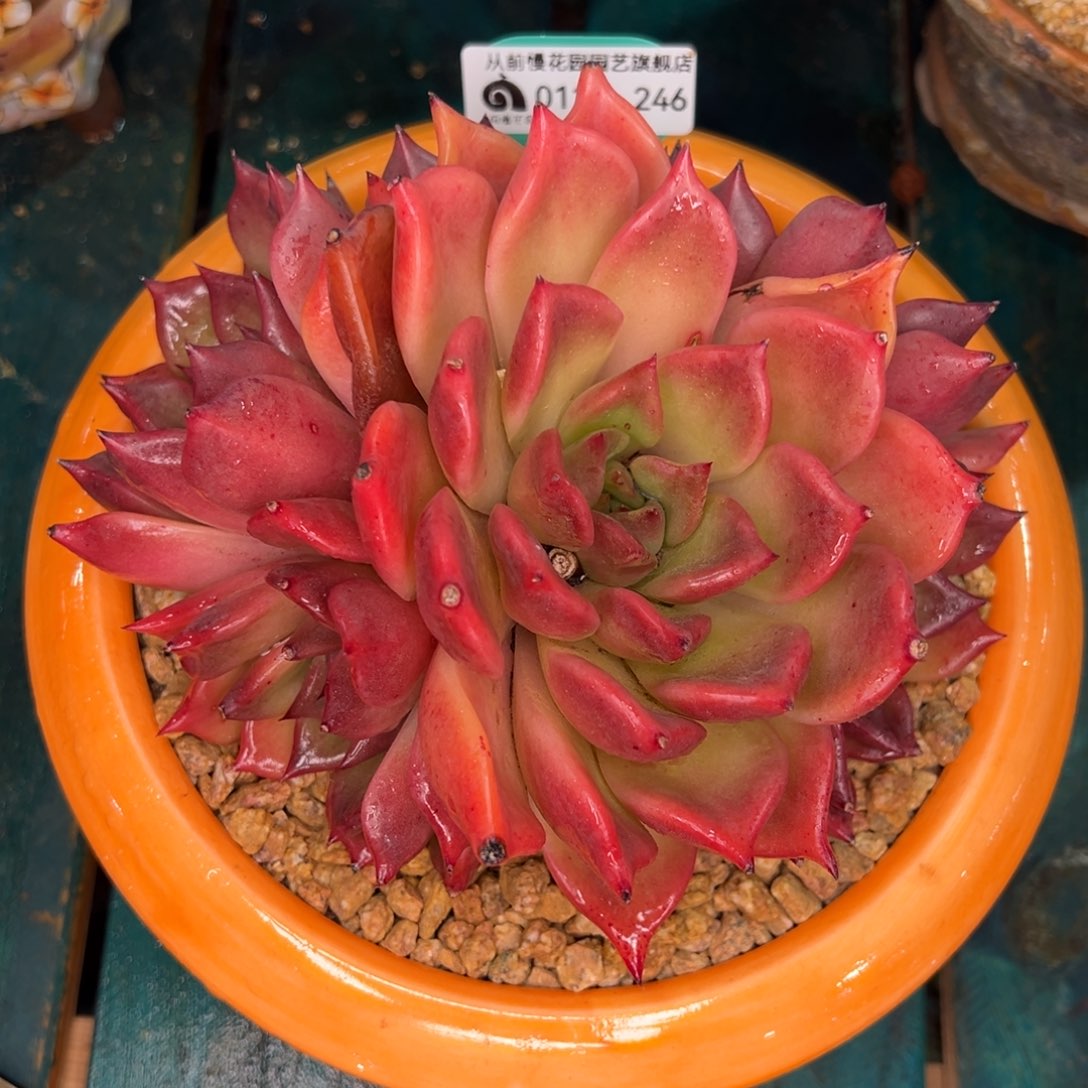 从前慢多肉精选编号0115.246