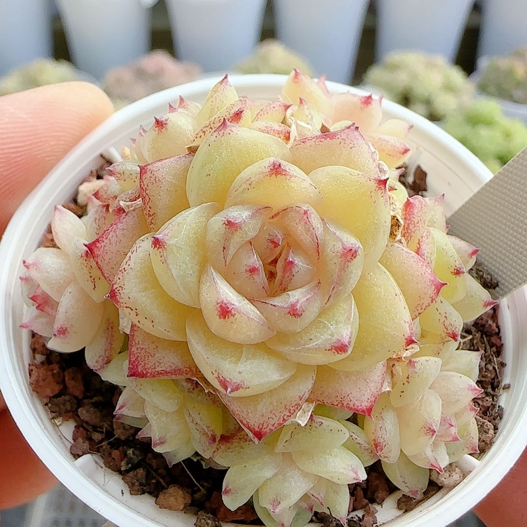 1206-36（晴柔）优选多肉