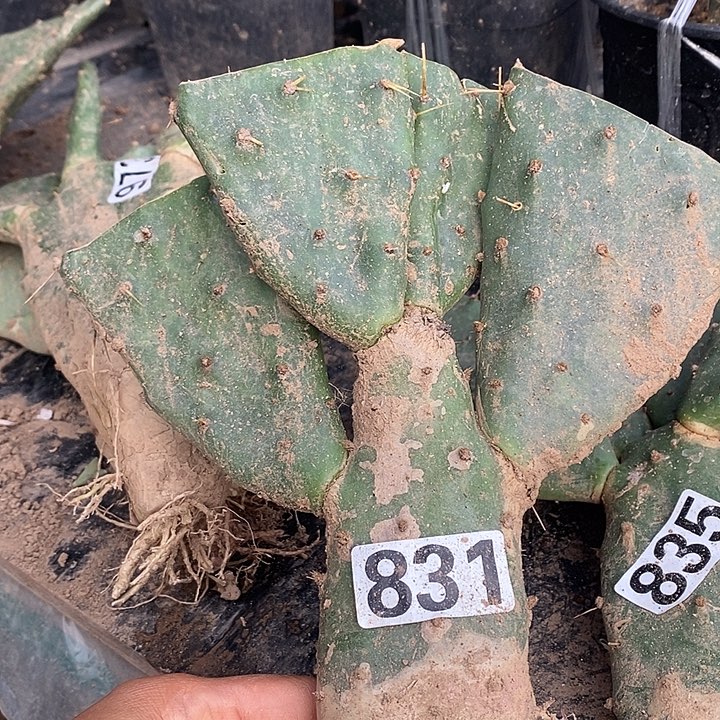 &***&黄大刺多头831一颗