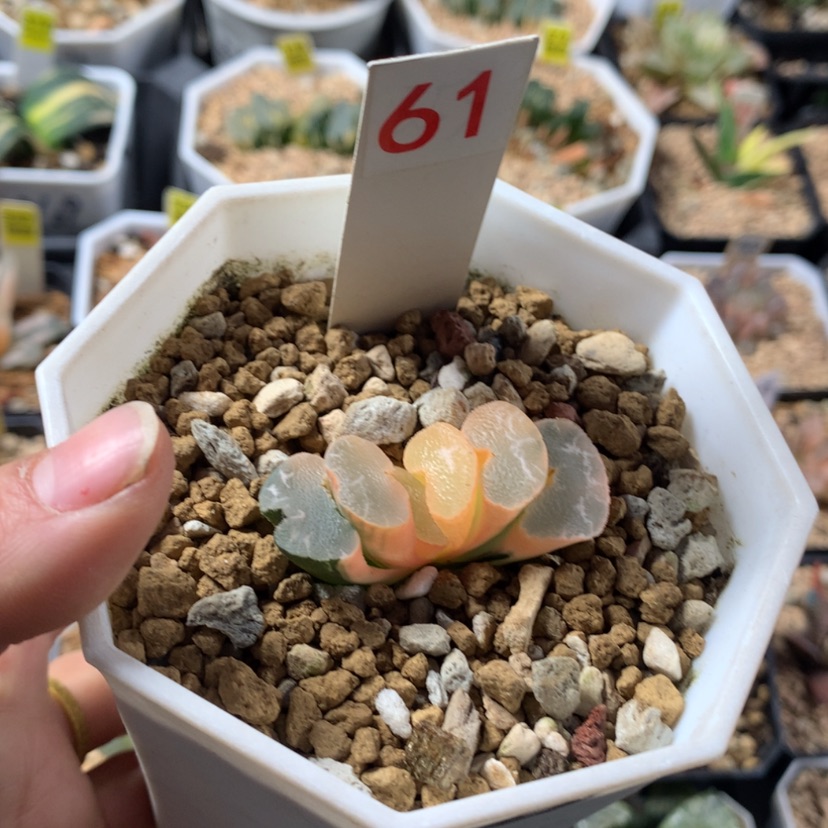 【闪购商品】61玉扇多肉