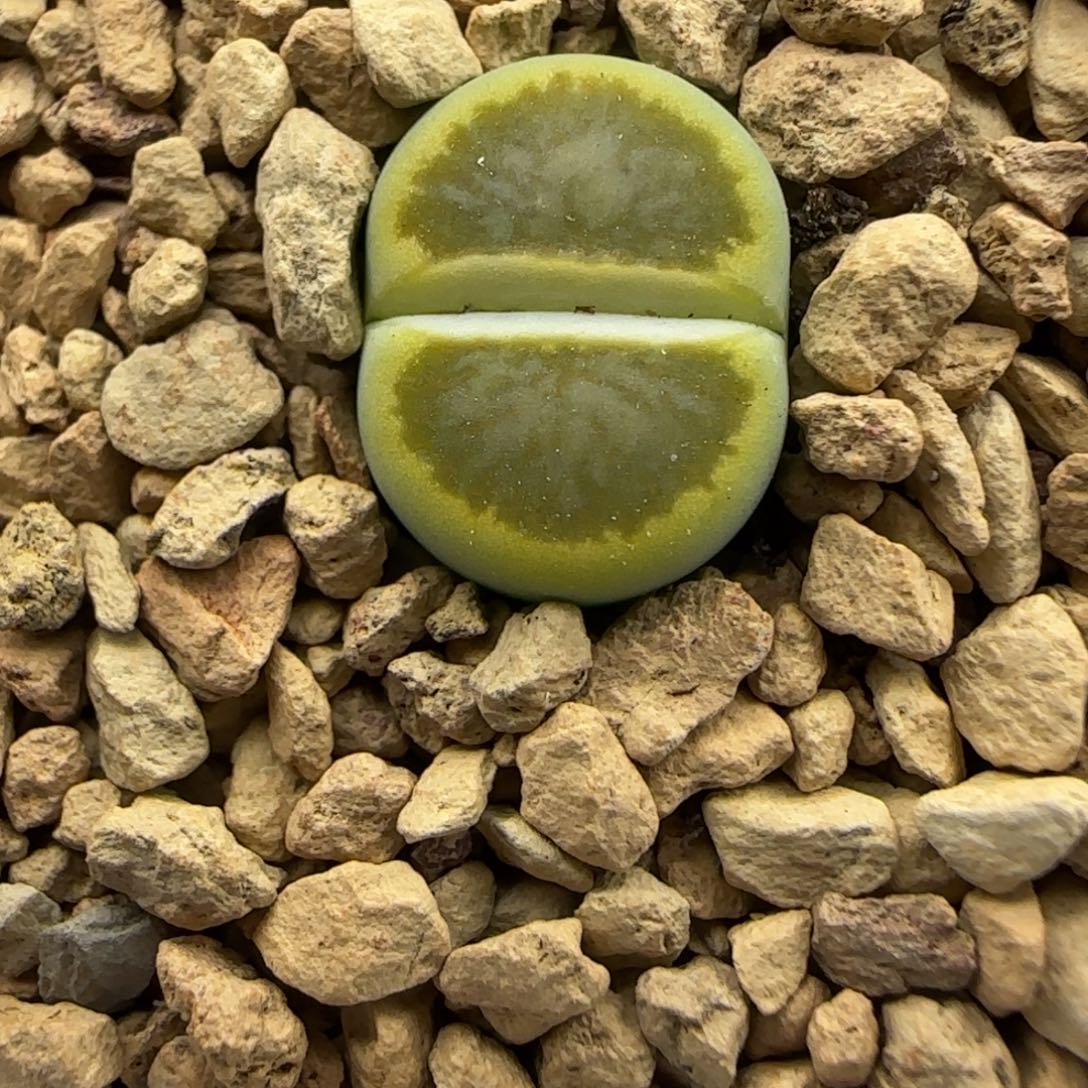 965 生石花大棚直播