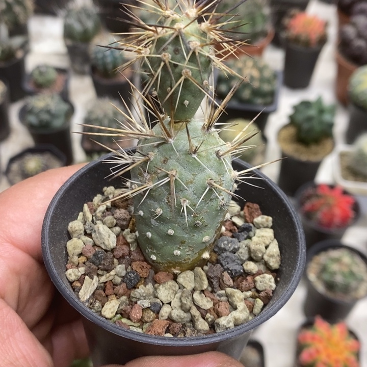 狂刺习志野特价福利