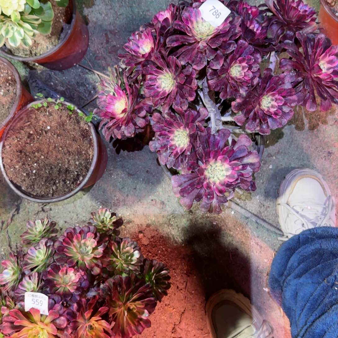 月婵法师多肉786