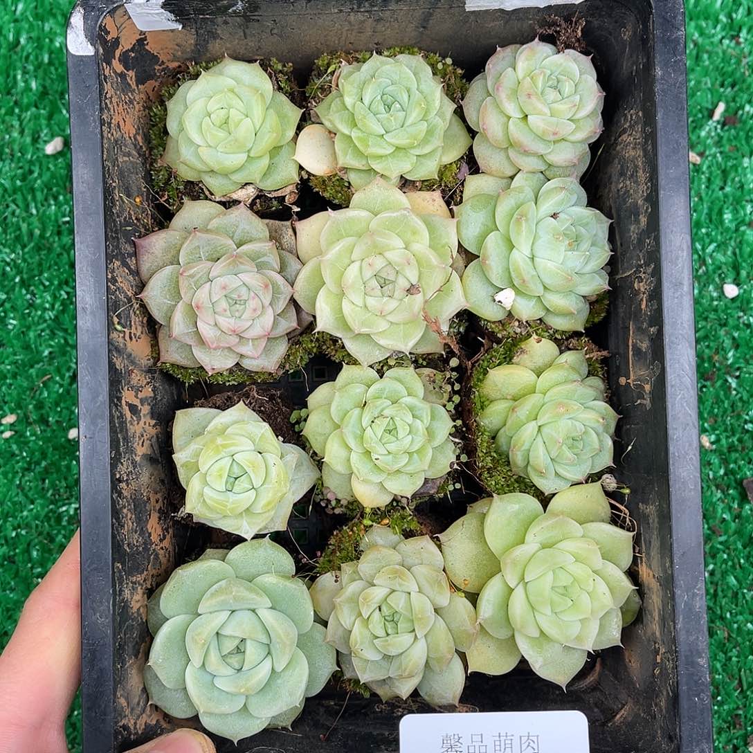 多肉一物一拍不带黑框23-171