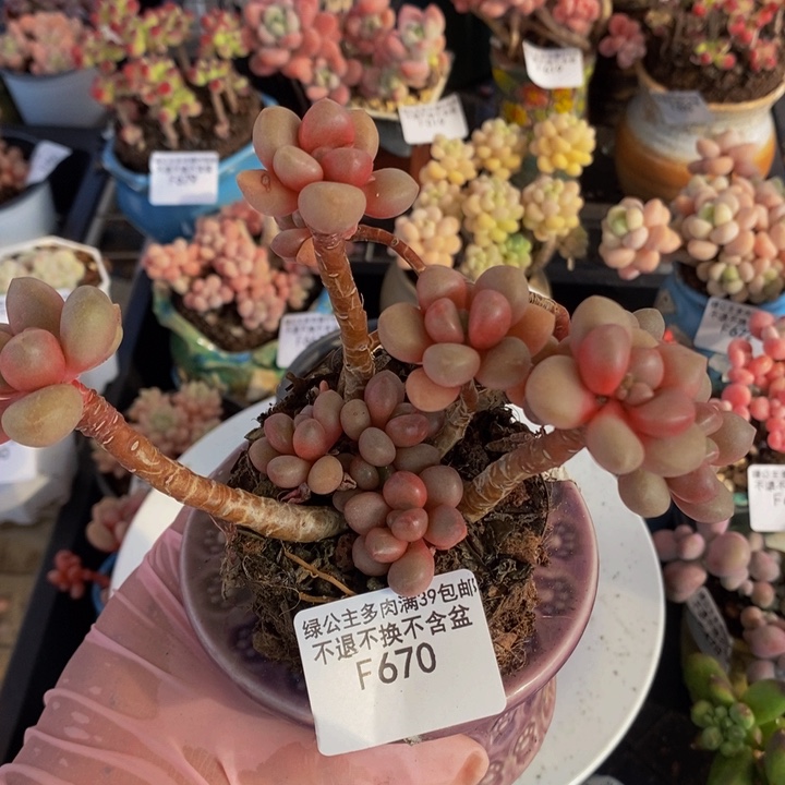 先锋派670多肉植物