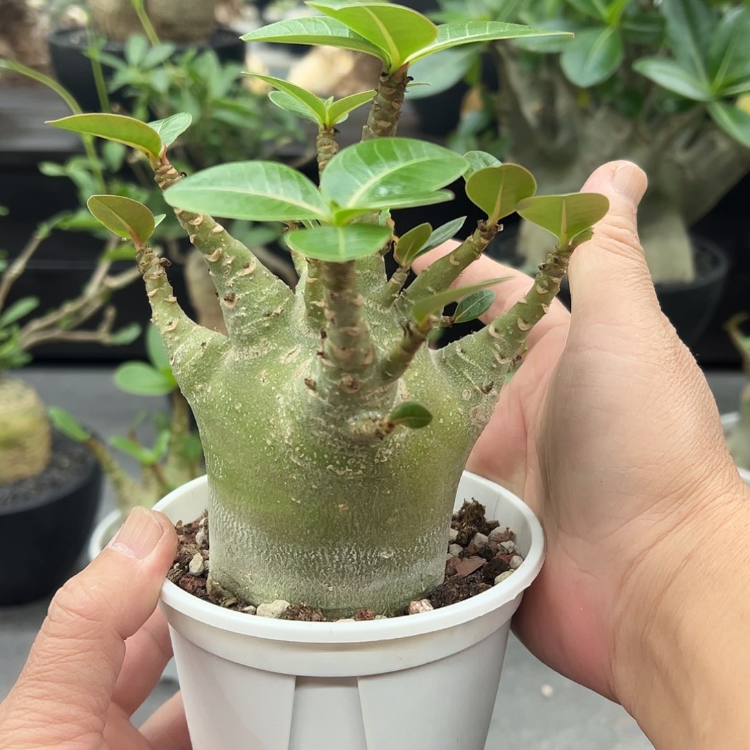 啊***神哥斯拉沙玫 6688888