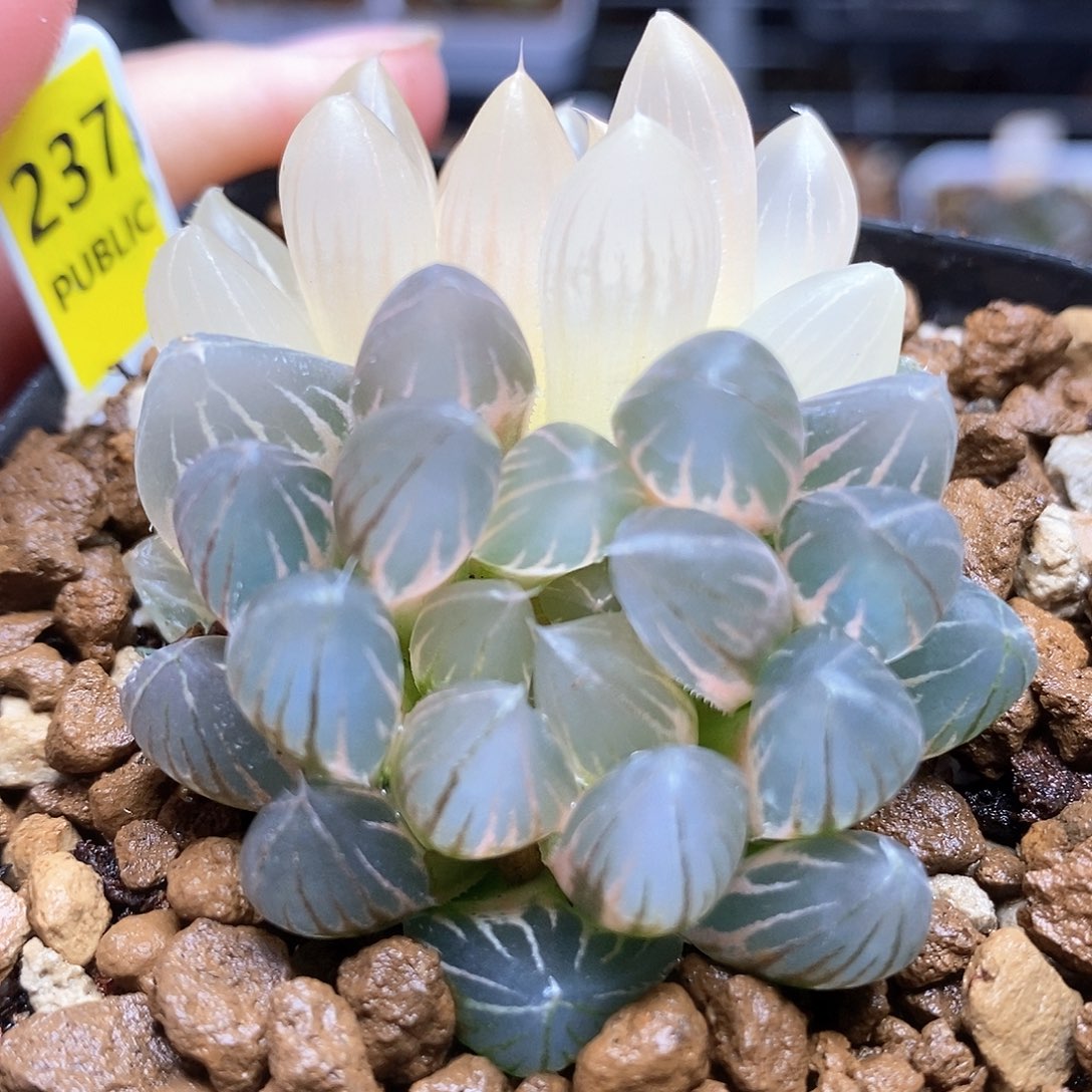 红陶237号糊斑霓虹灯玉露锦一物一1️⃣