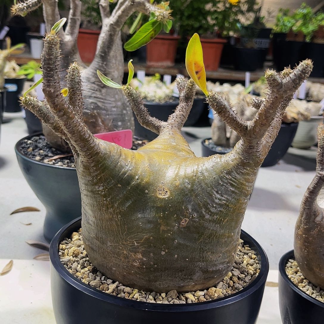 金皮大平台象牙宫