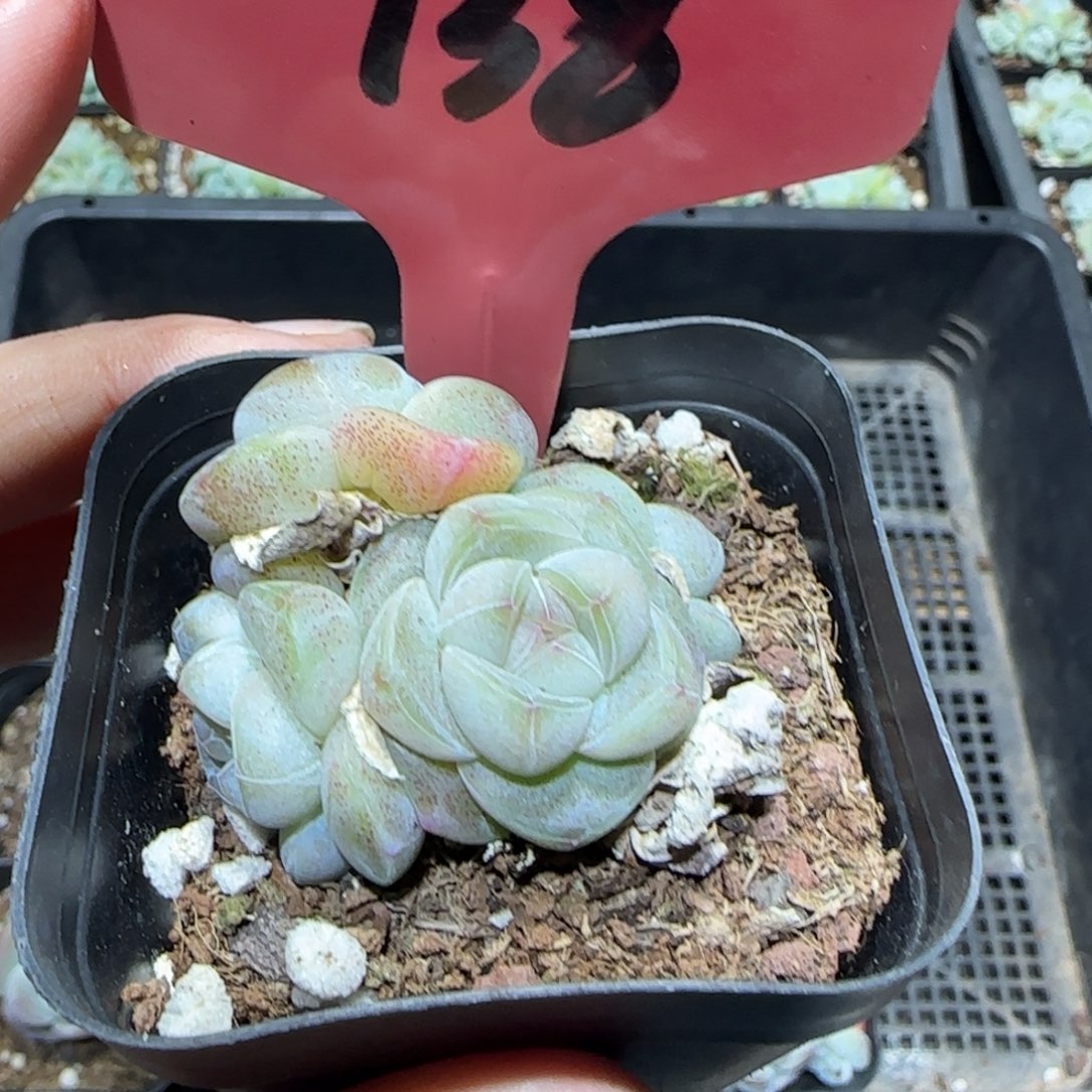 138琥珀4头哈哈哈哈哈哈哈