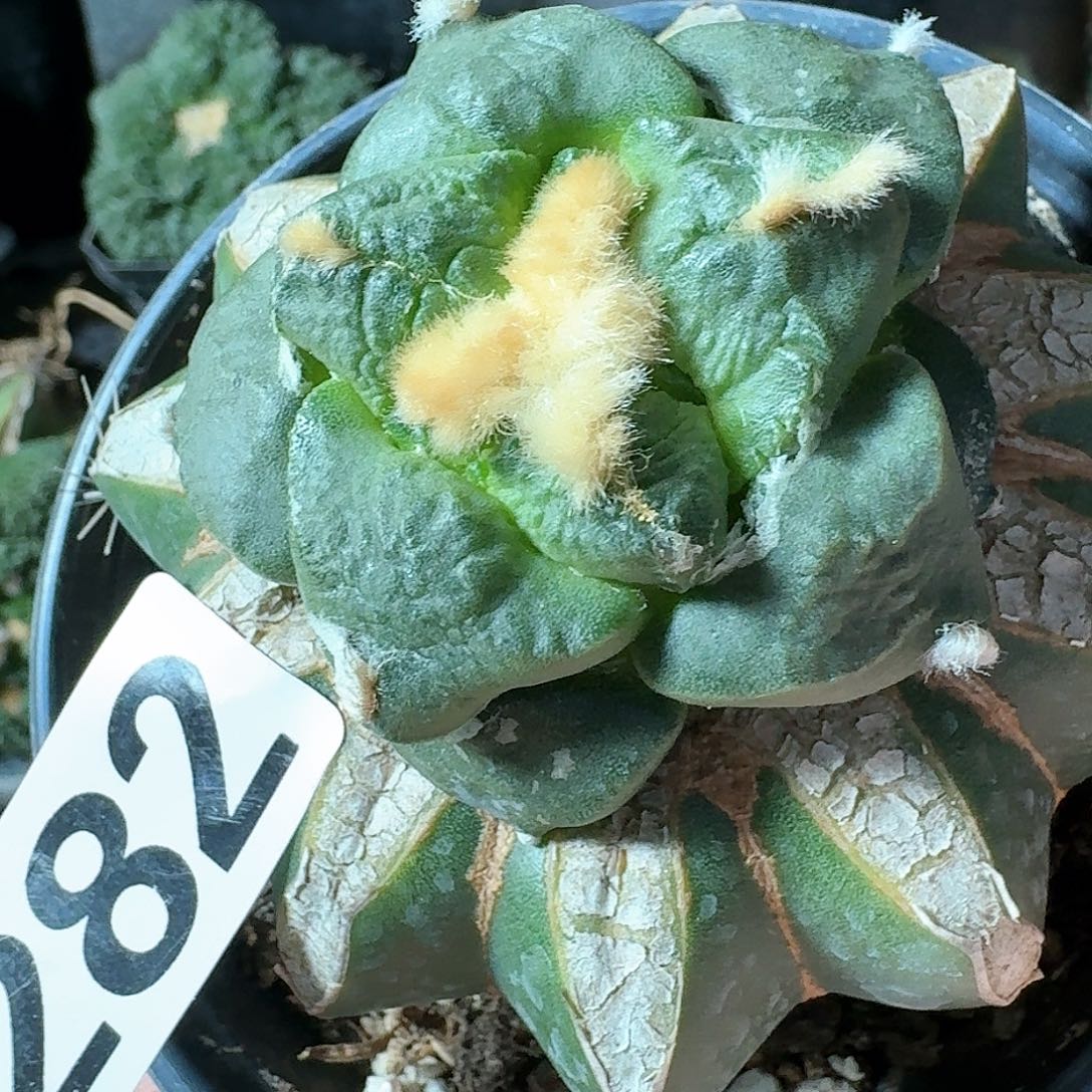 【闪购商品】无花朵日系光面连山282