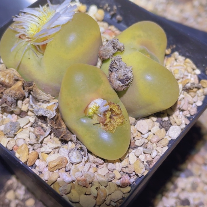 155898888888955555585585