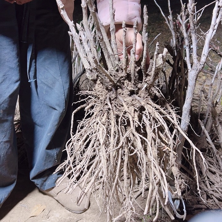 当前无花栽培后可以开花赵粉