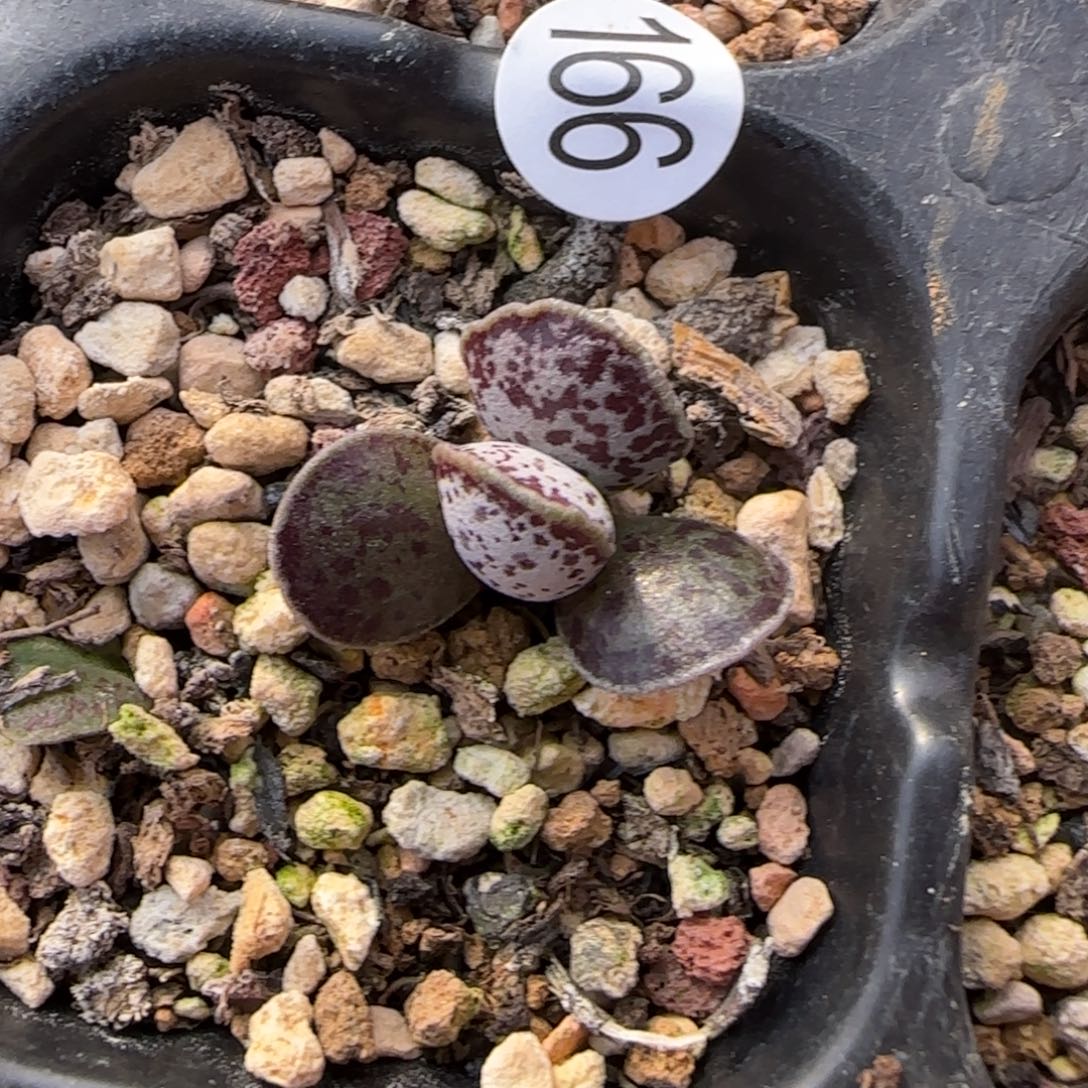 “***”海豹水泡多肉植物