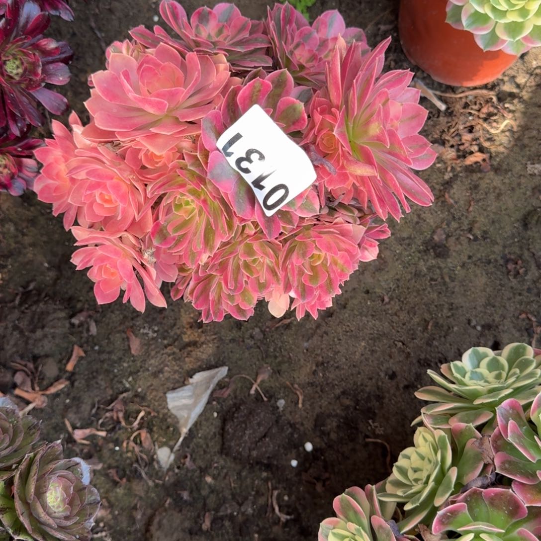 斯****步法师香妃砍头 18-18 0131