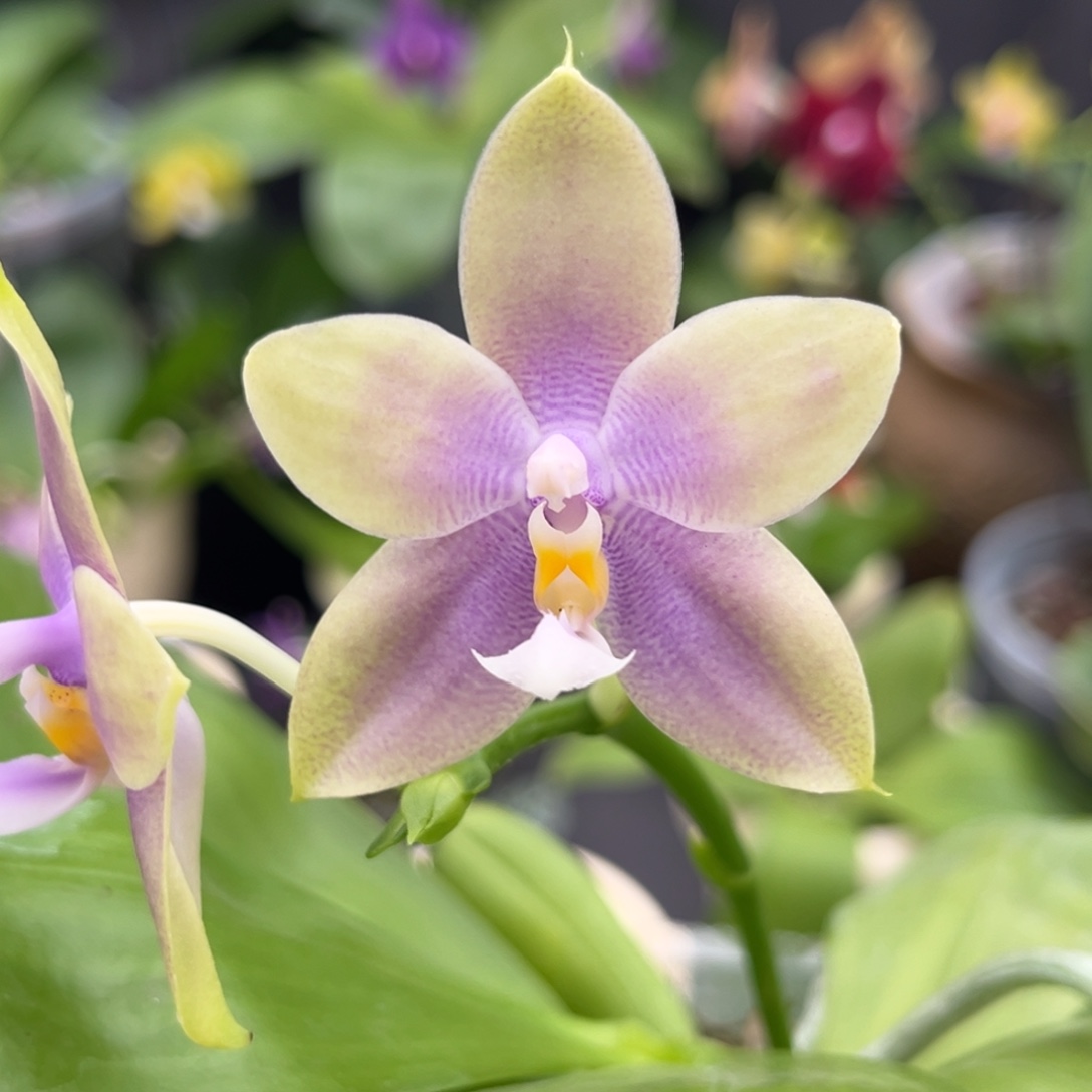 完全开放2.5寸绿鹰交珍开花株